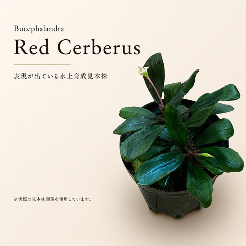 画像1: Bucephalandra sp. “Red Cerberus”｜深い赤みと妖しい存在感を楽しむ中型種 (1)