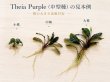画像2: Bucephalandra sp. “Penelope”｜上品な葉姿と深みのある色味を楽しむ小型群生種 (2)