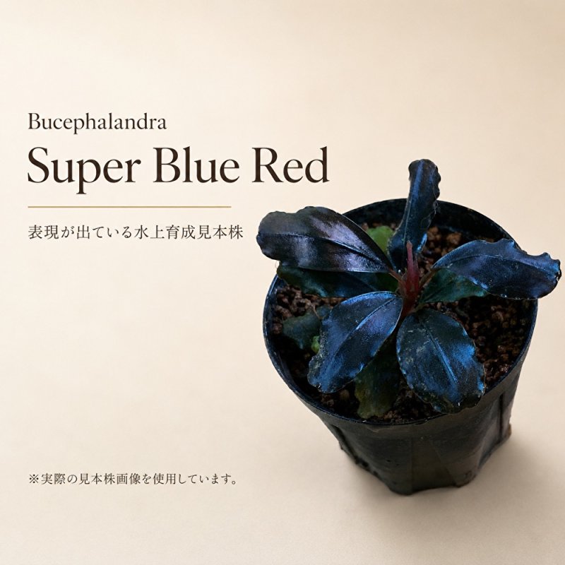 画像1: Bucephalandra sp. “Super Blue Red”｜青みと赤みが混ざり合う魅力的な中型種 (1)