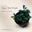 画像1: Bucephalandra sp. “Super Mini Purple”｜小さな葉に紫の魅力を詰め込んだ小型群生種 (1)