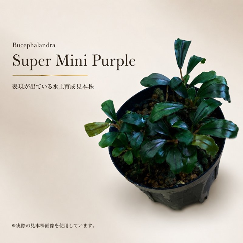 画像1: Bucephalandra sp. “Super Mini Purple”｜小さな葉に紫の魅力を詰め込んだ小型群生種 (1)