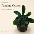 画像1: Bucephalandra sp. “Pandora Queen”｜存在感のある葉姿と高級感を楽しむ大型種 (1)
