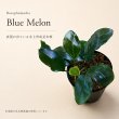 画像1: Bucephalandra sp. “Blue Melon”｜水上で繊細な色味を楽しむ、青く輝く大型種 (1)