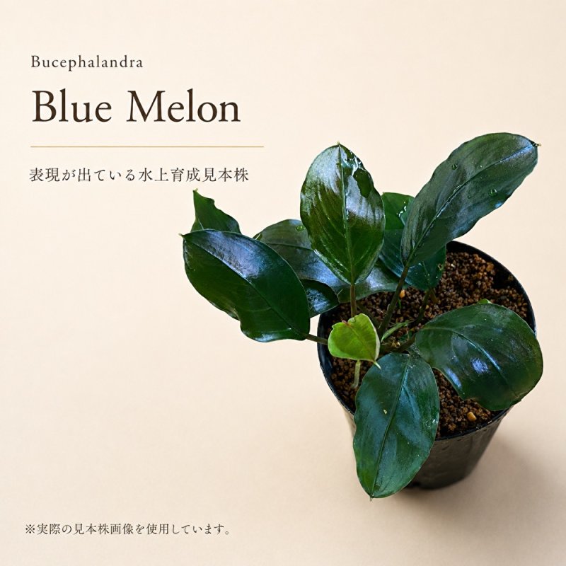 画像1: Bucephalandra sp. “Blue Melon”｜水上で繊細な色味を楽しむ、青く輝く大型種 (1)