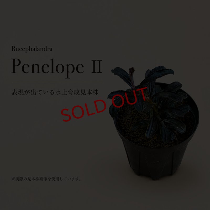 画像1: Bucephalandra sp. “Penelope II”｜強い紫の葉色をまとう、稀少なロット内表現違いの小型種 (1)