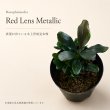 画像1: Bucephalandra sp. “Red Lens Metallic”｜赤みと金属的な艶が美しい中型種 (1)