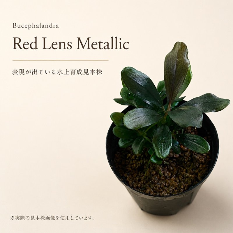 画像1: Bucephalandra sp. “Red Lens Metallic”｜赤みと金属的な艶が美しい中型種 (1)