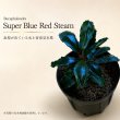 画像1: Bucephalandra sp. “Super Blue Red Steam”｜青みと赤み、赤い茎まで楽しめる中型種 (1)