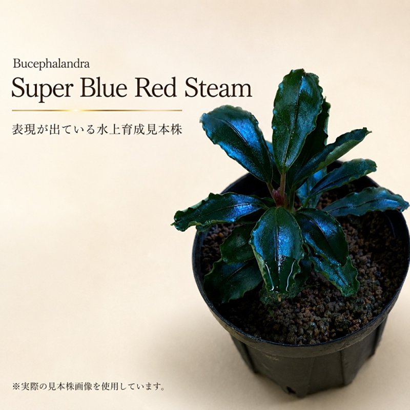画像1: Bucephalandra sp. “Super Blue Red Steam”｜青みと赤み、赤い茎まで楽しめる中型種 (1)