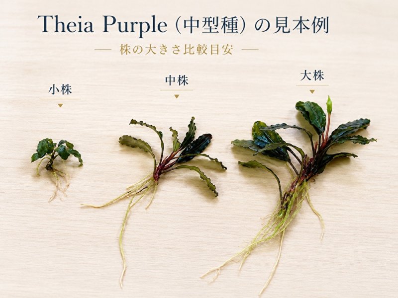 画像2: Bucephalandra sp. “Super Blue Red Steam”｜青みと赤み、赤い茎まで楽しめる中型種 (2)