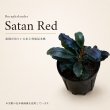 画像1: Bucephalandra sp. “Satan Red”｜深い赤みと艶を楽しむ、重厚感のある中型種 (1)