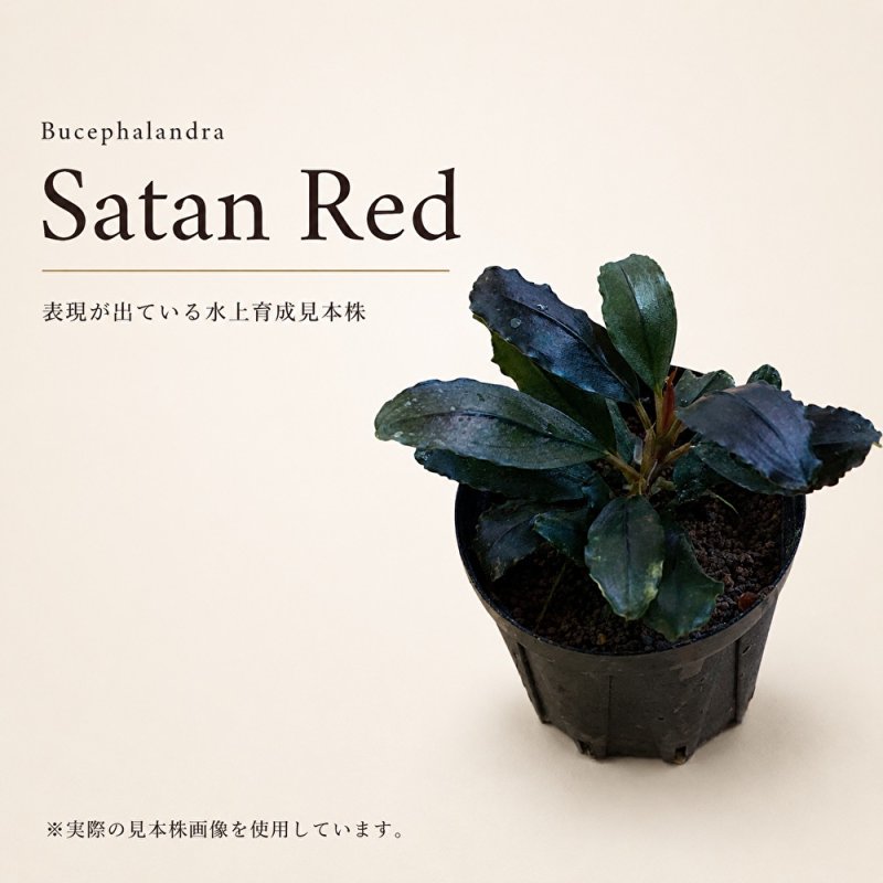 画像1: Bucephalandra sp. “Satan Red”｜深い赤みと艶を楽しむ、重厚感のある中型種 (1)