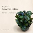 画像1: Bucephalandra sp. “Brownie Satan”｜深みのある赤黒さを楽しむ、重厚感のある小型群生種 (1)