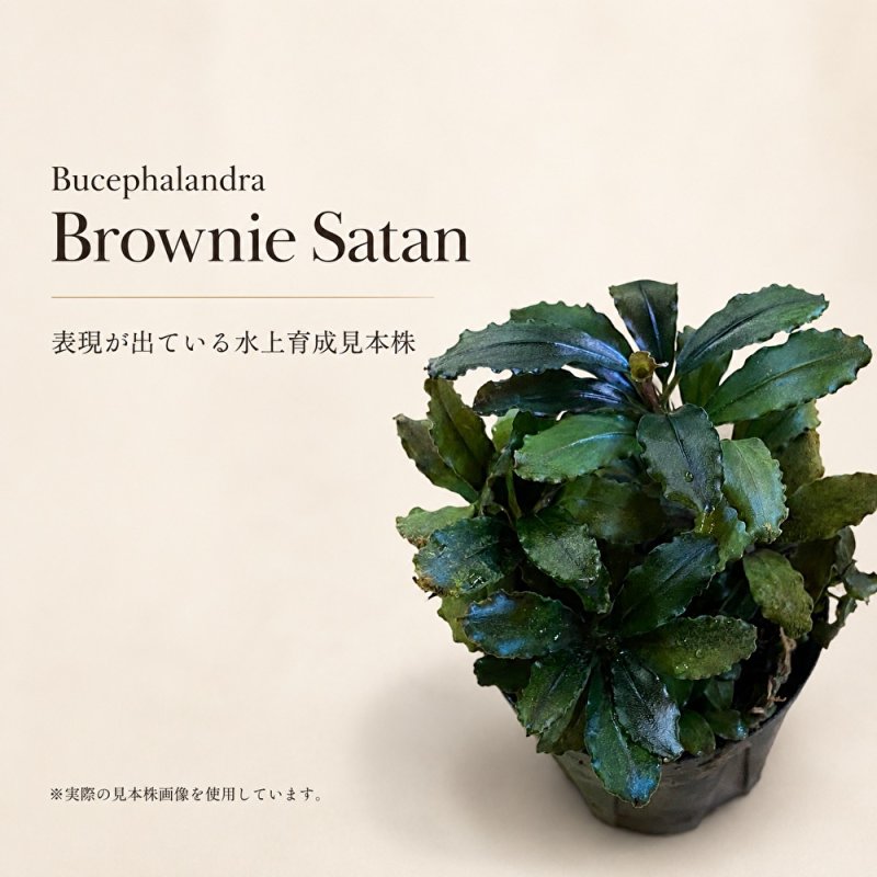 画像1: Bucephalandra sp. “Brownie Satan”｜深みのある赤黒さを楽しむ、重厚感のある小型群生種 (1)