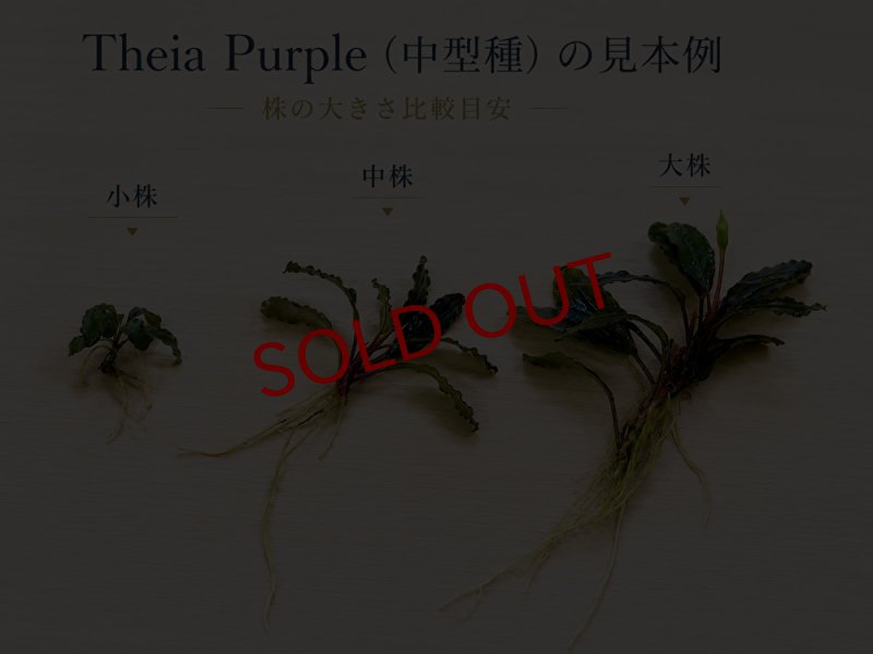 画像2: Bucephalandra sp. “Purple Gray”｜紫灰色の落ち着いた色味を楽しむ小型種 (2)