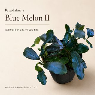 ブセファランドラ - AQUA Revelation J.B.