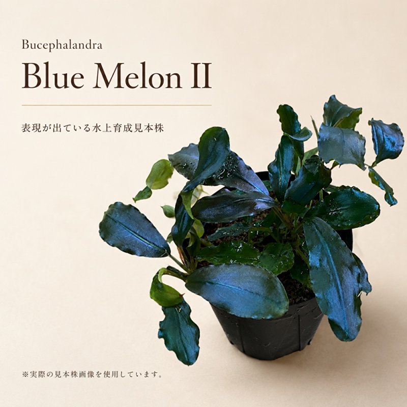 画像1: Bucephalandra sp. “Blue Melon II”｜青紫に艶めく細長い葉を楽しむ、ロット内表現違いの大型種 (1)