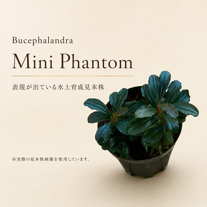 画像1: Bucephalandra sp. “Mini Phantom”｜小型ながら存在感のある深色系小型群生種 (1)