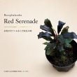 画像1: Bucephalandra sp. “Red Serenade”｜繊細な赤みと落ち着いた艶を楽しむ小型群生種 (1)