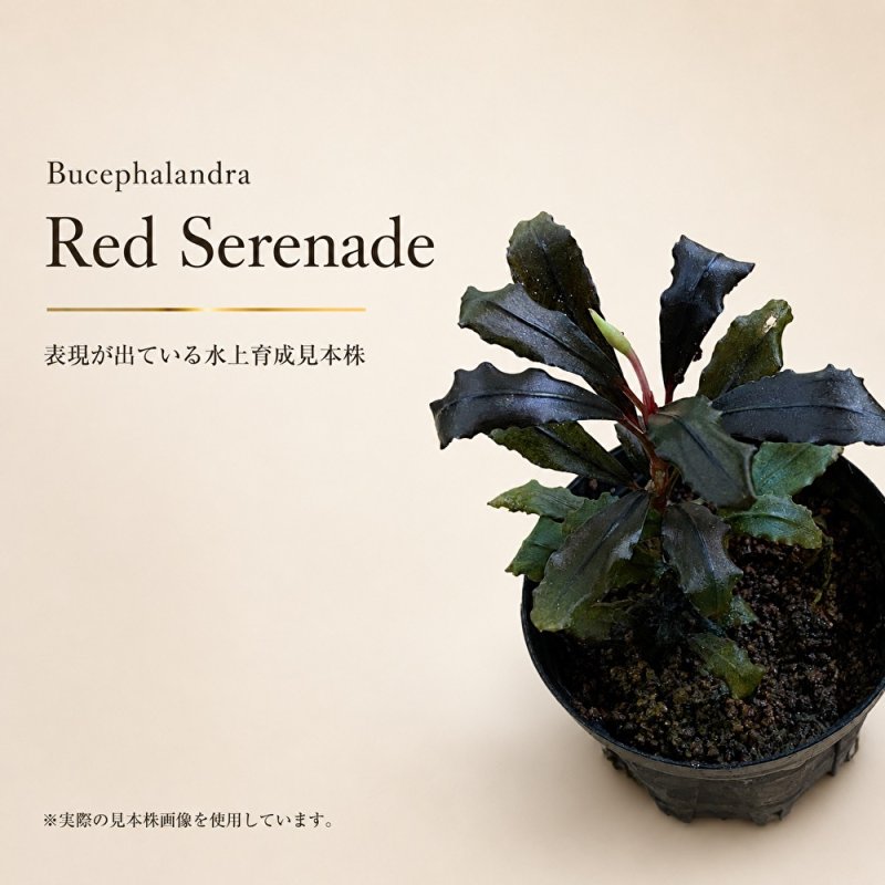 画像1: Bucephalandra sp. “Red Serenade”｜繊細な赤みと落ち着いた艶を楽しむ小型群生種 (1)