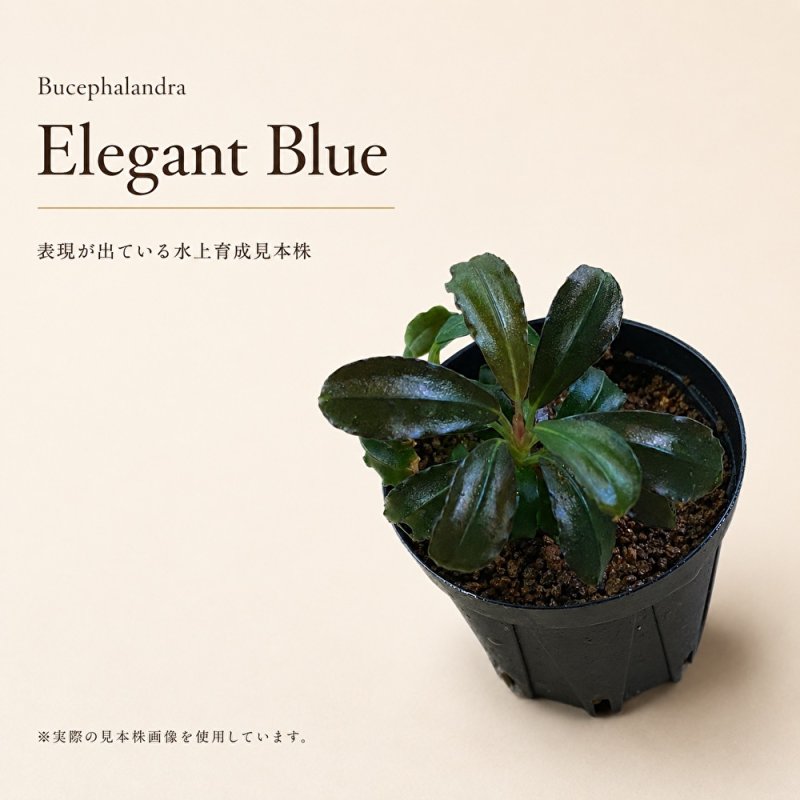 画像1: Bucephalandra sp. “Elegant Blue”｜上品な青みと艶を楽しむ大型種 (1)