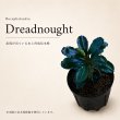 画像1: Bucephalandra sp. “Dreadnought”｜丸葉に深い青紫の艶を宿す、重厚感のある中型種 (1)