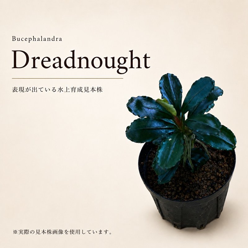 画像1: Bucephalandra sp. “Dreadnought”｜丸葉に深い青紫の艶を宿す、重厚感のある中型種 (1)