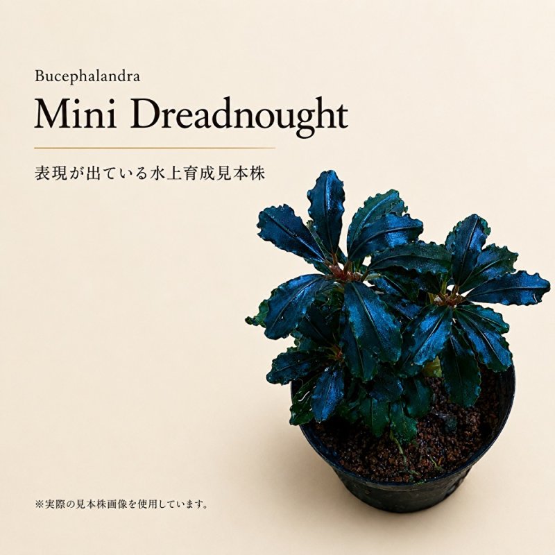 画像1: Bucephalandra sp. “Mini Dreadnought”｜小さな丸葉に深い青紫の艶を宿す小型群生種 (1)