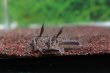 画像2: Co.シパリウィニ｜静かな斑が砂の上でほどける (2)