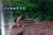 画像10: 国産 Co.コルレア セット｜圧倒的人気の代表格 (10)