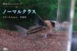 画像11: 国産 Co.コルレア セット｜圧倒的人気の代表格 (11)