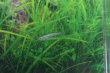 画像1: Wild ダニオネラsp.インド｜透明感を楽しむ極小美魚 (1)