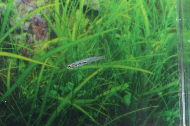 画像1: Wild ダニオネラsp.インド｜透明感を楽しむ極小美魚 (1)
