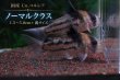 画像3: 国産 Co.コルレア セット｜圧倒的人気の代表格 (3)