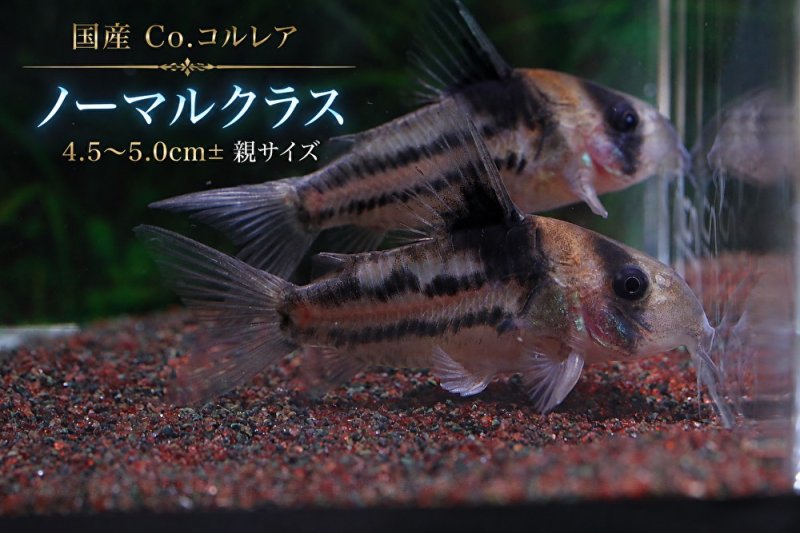 画像3: 国産 Co.コルレア セット｜圧倒的人気の代表格 (3)