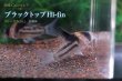 画像9: 国産 Co.コルレア セット｜圧倒的人気の代表格 (9)