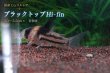 画像6: 国産 Co.コルレア セット｜圧倒的人気の代表格 (6)