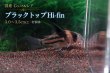 画像7: 国産 Co.コルレア セット｜圧倒的人気の代表格 (7)