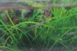 画像2: Wild ダニオネラsp.インド｜透明感を楽しむ極小美魚 (2)