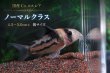 画像5: 国産 Co.コルレア セット｜圧倒的人気の代表格 (5)