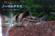 画像4: 国産 Co.コルレア セット｜圧倒的人気の代表格 (4)