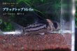 画像1: 国産 Co.コルレア セット｜圧倒的人気の代表格 (1)