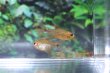 画像4: Wild カーニバルテトラ｜赤と銀のコントラストを楽しむ (4)