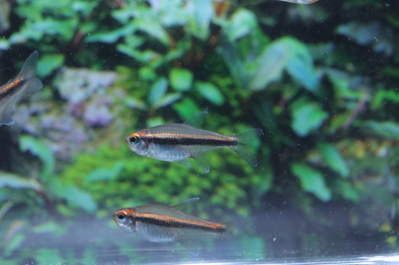 画像2: Wild グローライトビルマエテトラ｜琥珀ラインが灯る、渋いブラジル美魚 (2)