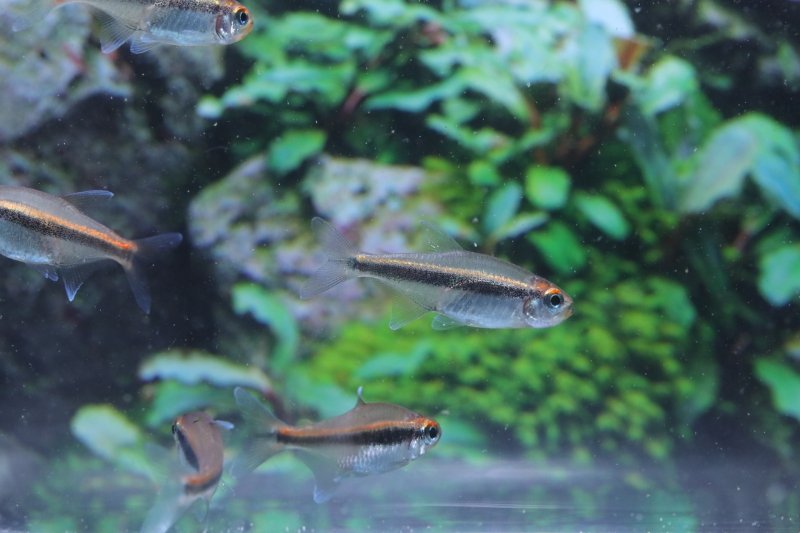 画像1: Wild グローライトビルマエテトラ｜琥珀ラインが灯る、渋いブラジル美魚 (1)