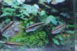 画像3: Wild グローライトビルマエテトラ｜琥珀ラインが灯る、渋いブラジル美魚 (3)