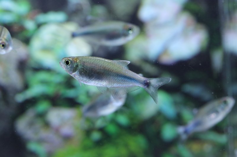 画像3: Wild スカイブルーテトラ｜淡い空色が水景に溶け込む (3)