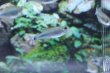 画像4: Wild スカイブルーテトラ｜淡い空色が水景に溶け込む (4)