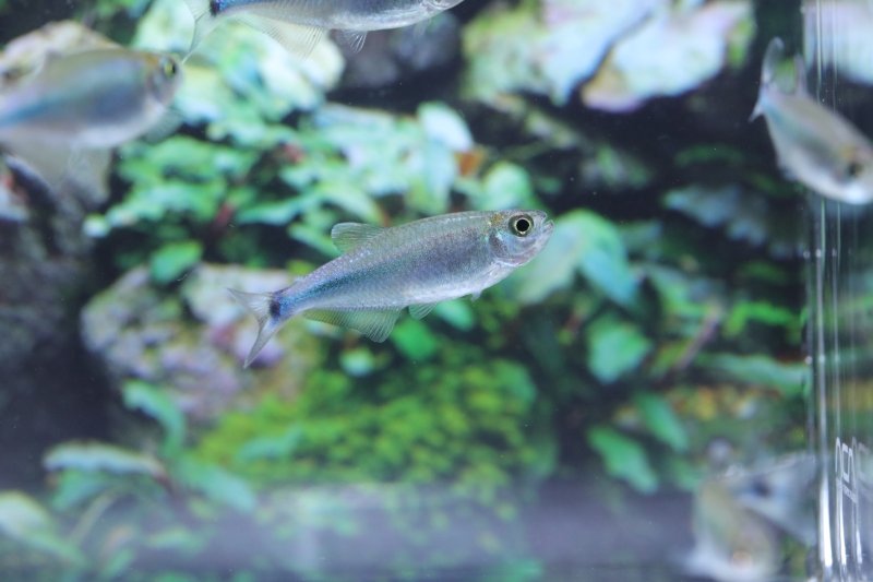 画像4: Wild スカイブルーテトラ｜淡い空色が水景に溶け込む (4)