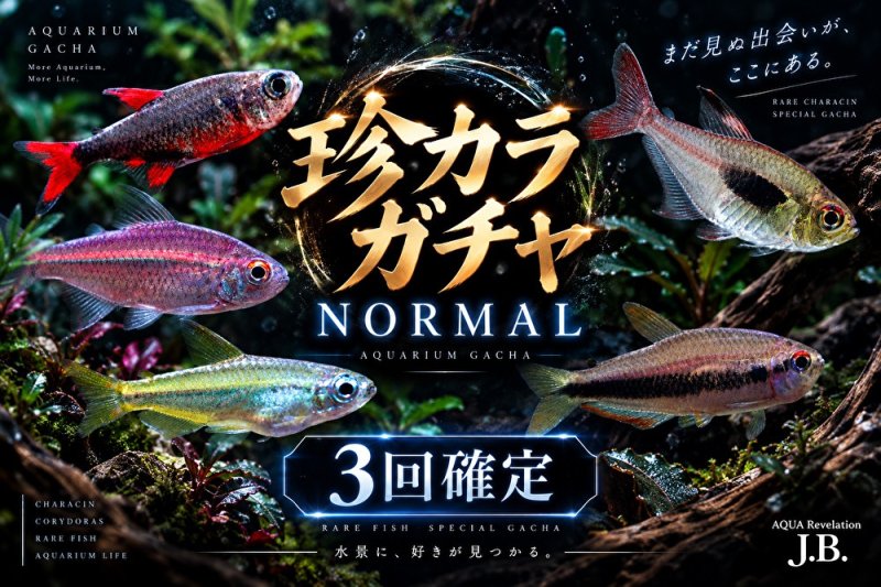 画像1: 珍カラガチャ【３確】 (1)
